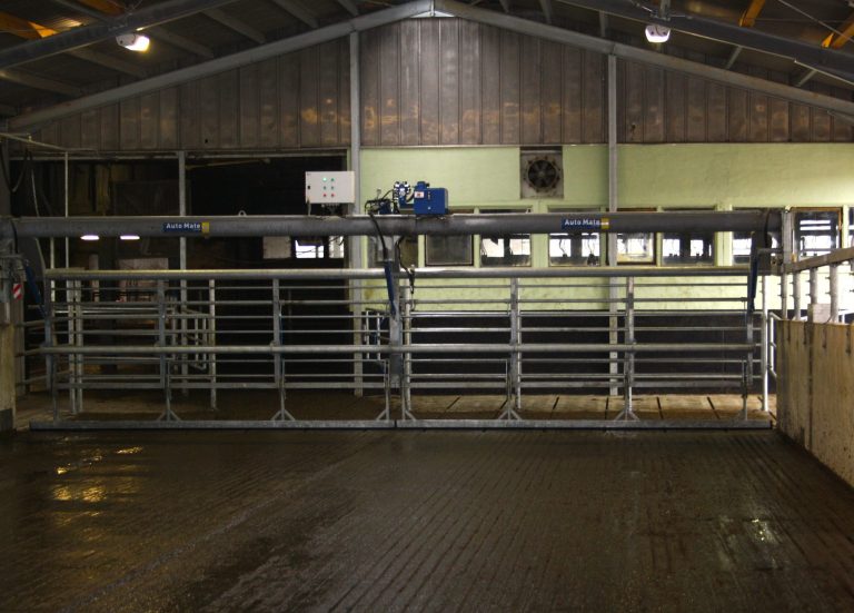 Das Innere dieser Scheune mit Metalltoren und -geräten ist ein Beispiel für Melktechnik auf dem neuesten Stand. Der Boden unter einem Dach aus Wellblech ist mit nassen Holzlatten ausgelegt. Helle Lichter erhellen den Raum und unterstreichen seine Funktion als moderne landwirtschaftliche Anlage mit BouMatic Melkanlagen-Systemen.