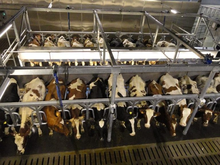 Luftaufnahme einer Gruppe von Kühen in einem modernen Melkstand mit BouMatic Melkanlagen, die in Metallboxen untergebracht sind. Die Kühe sind für das automatische Melken in Reihen aufgestellt. Der Melkstand besticht durch ein sauberes, industrielles Erscheinungsbild mit Deckenbeleuchtung.