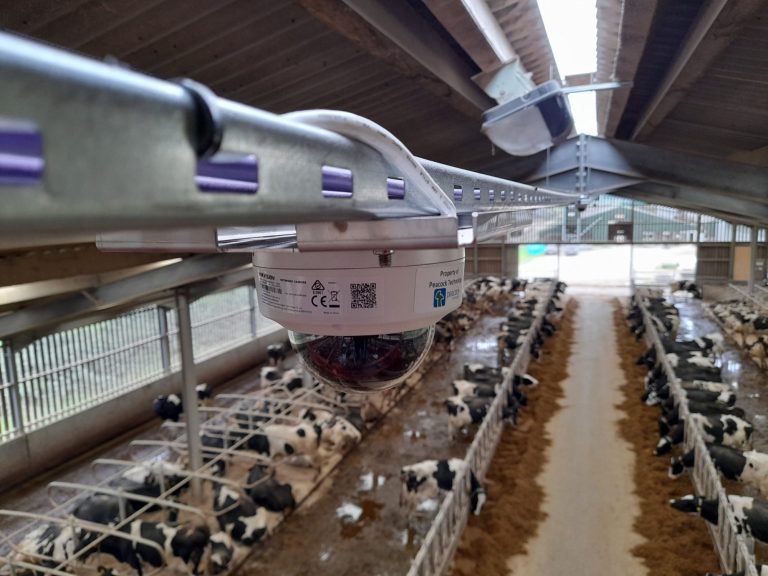 Eine Kamera hängt über dem Futtergang in einm Milchviehstall.