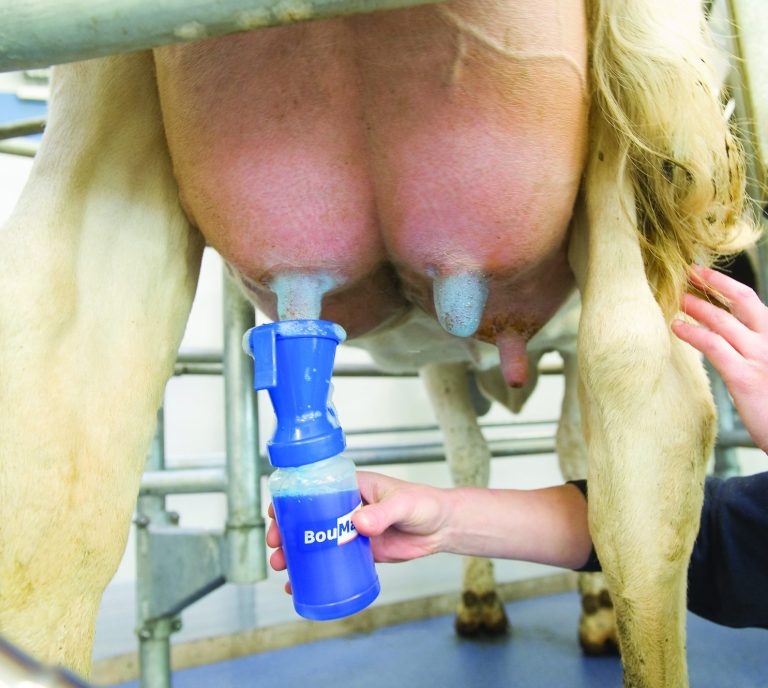 Kuh wird nach dem Melken mit einem blauen Dipbecher von Boumativ mit blauem Schaum an den Zitzen gedippt.