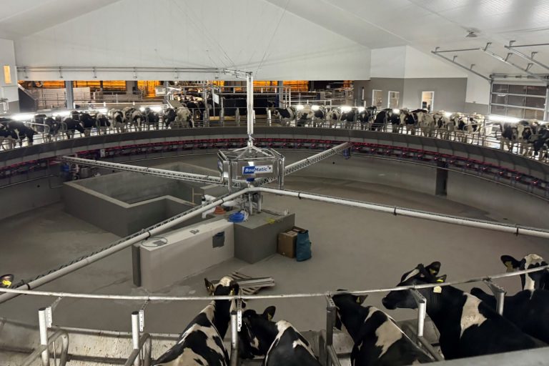 Drehende Melkanlage mit 80 Plätzen für Kühe ovn Boumatic.