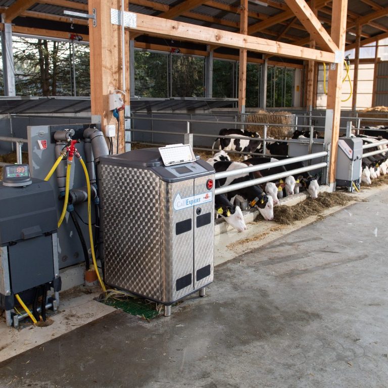 Ein Stall mit mehreren Milchkühen, die aus Futtertrögen fressen, steht unter einem Holzrahmen. In der Nähe der Stände steht eine automatische Kälberfütterungsmaschine, die mit Schläuchen und Metallkonstruktionen verbunden ist. Die teilweise offenen Wände lassen natürliches Licht herein.