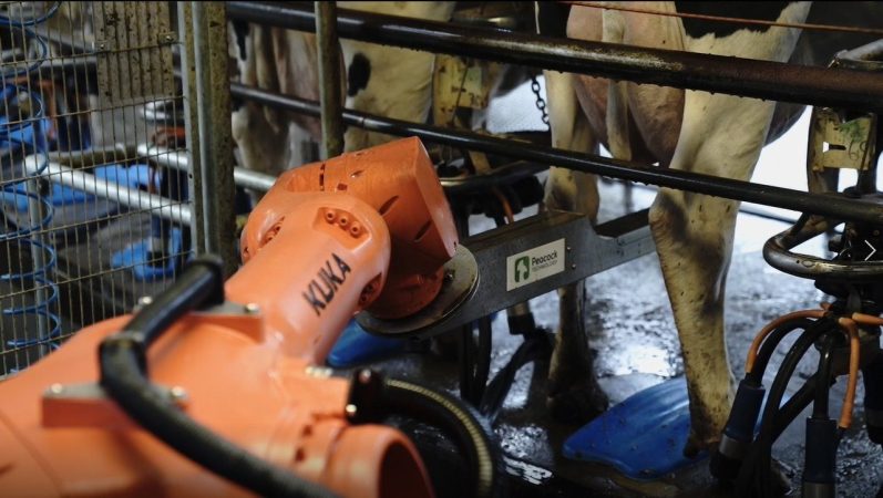 Der Bürstenroboter wäscht das Euter von der Kuh im Melkkarussell.