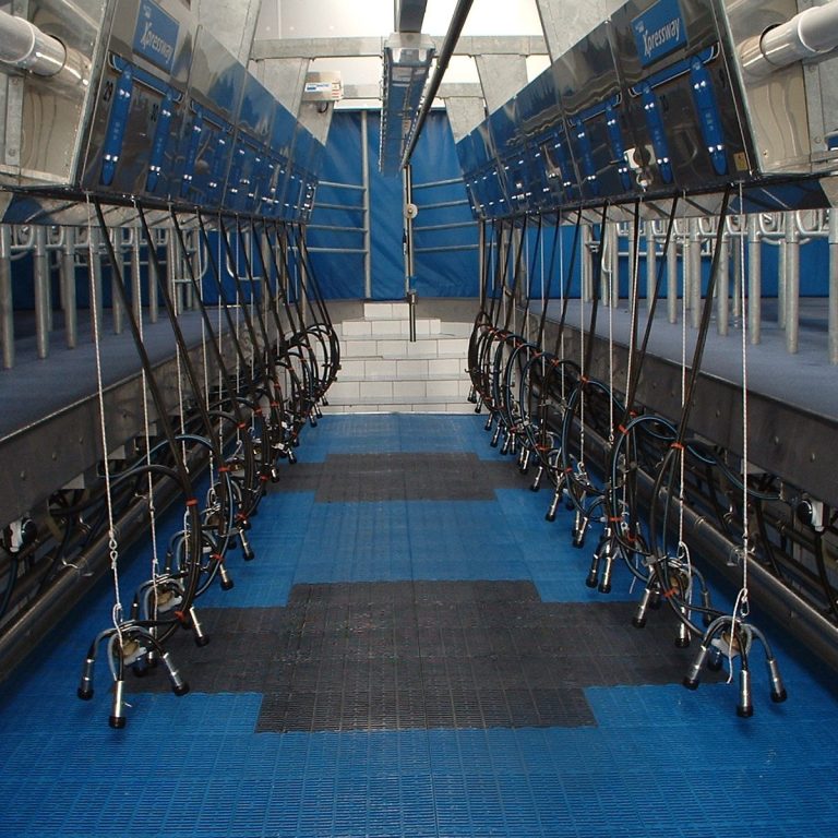 Ein moderner, leerer Melkstand ist mit Edelstahlgeräten und blauen rutschfesten Bodenmatten ausgestattet. Deckenbeleuchtung beleuchtet die Maschinen und Schläuche von Melktechnik, die sauber auf beiden Seiten eines Mittelgangs ausgerichtet sind.